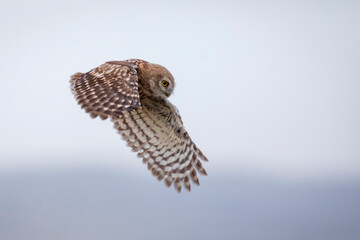 Fototapeta premium Flying owl. Nature background. Little Owl. Athene noctua.