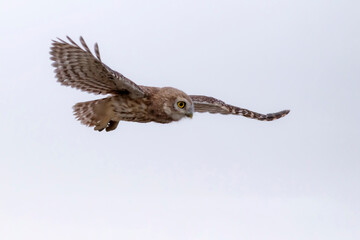 Fototapeta na wymiar Flying owl. Nature background. Little Owl. Athene noctua.