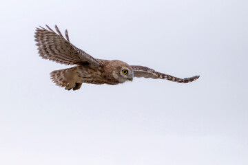 Flying owl. Nature background. Little Owl. Athene noctua.