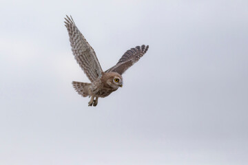 Flying owl. Nature background. Little Owl. Athene noctua.