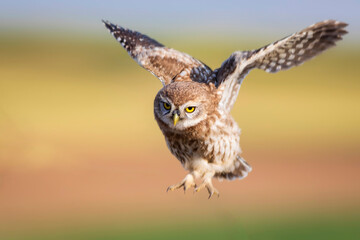 Flying owl. Nature background. Little Owl. Athene noctua.