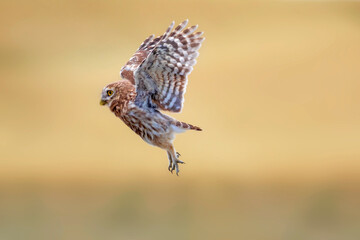 Flying owl. Nature background. Little Owl. Athene noctua.