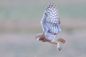Flying owl. Nature background. Little Owl. Athene noctua.