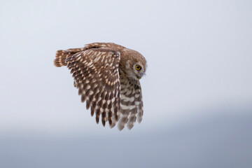 Flying owl. Nature background. Little Owl. Athene noctua.