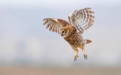 Flying owl. Nature background. Little Owl. Athene noctua.