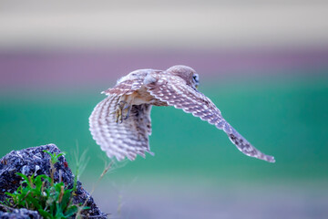 Fototapeta premium Flying owl. Nature background. Little Owl. Athene noctua.