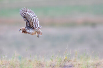 Flying owl. Nature background. Little Owl. Athene noctua.
