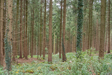 Fototapeta premium Bäume im Wald