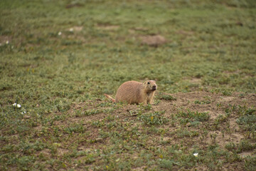 Cute Prairie Dog Standing Outside His Burrow