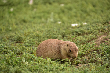 Prairie Dog Finding Favorable Green Leaves in the Summer