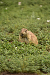 Curious and Alert Prairie Dog Up Close