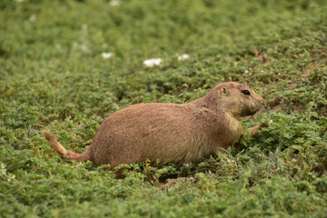 Foraging Prairie Dog Eating Lush Green Weeds