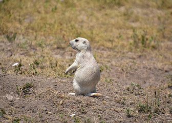 Naklejka na ściany i meble Adorable Prairie Dog Standing on Hind Legs
