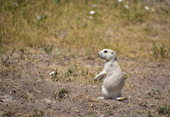 Young White Prairie Dog Sitting Up on Back Legs