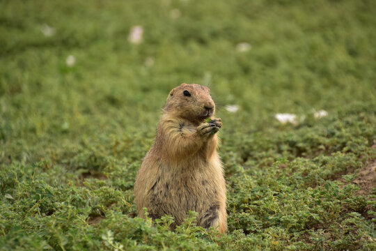 Standing Black Tailed Prairie Dog Eating Plants