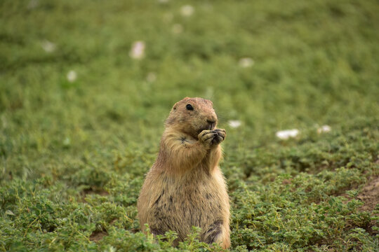Prairie Dog Standing Up and Having a Snack