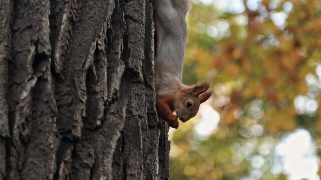 During the autumn molt, a red squirrel sits on a tree and eats something. A common squirrel that changes color in an autumn park hangs from a tree.