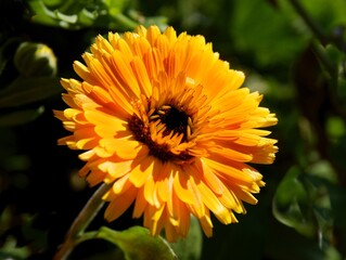 pretty yellow marigold flowers close up