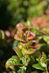 Coastal Dog Hobble Curly Red