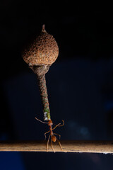 Weaver ants are fighting for food under certain conditions we need to fight to live