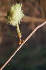 Weaver ants are fighting for food under certain conditions we need to fight to live