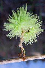 Weaver ants are fighting for food under certain conditions we need to fight to live