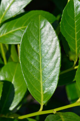 Laurel cherry Rotundifolia