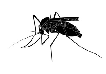 Silueta negra con trazo blanco de mosquito hembra que provoca la malaria o el paludismo.. Insecto