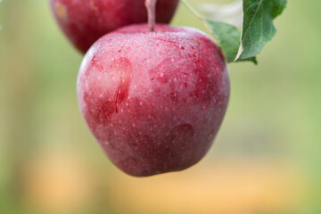 red delicious apples on a branch