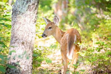 White Tail deer fawn in bright forest