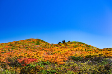 日本　栗駒山全山紅葉神の絨毯と天狗岩