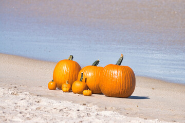 Pumpkins in the waves, on the sand, at the beach