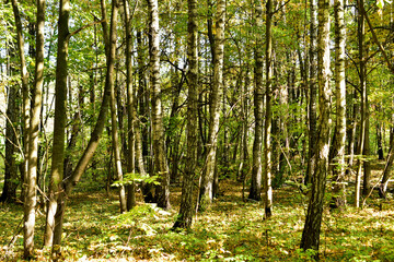 Obraz premium The picture shows a deciduous forest consisting of young poplars.