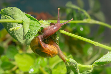 Small brown snail on the twig, Snail crawling on the leaves and twigs picked up at close range