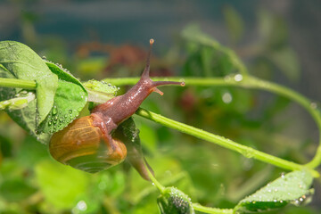 Small brown snail on the twig, Snail crawling on the leaves and twigs picked up at close range