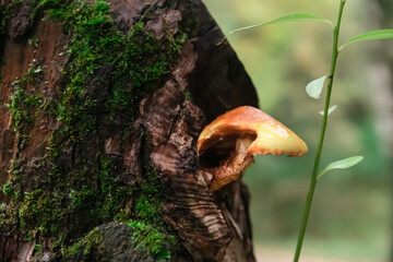 A small ginger mushroom with a bitten off cap grows angularly from the hollow of a tree trunk covered with green moss