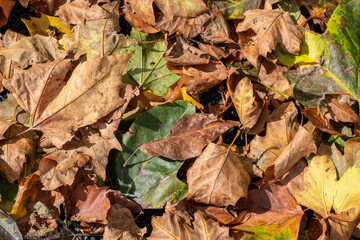 Fallen leaves of platanus hispanica, texture background