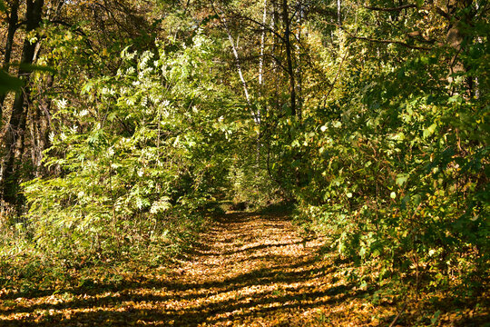 The picture shows a forest path covered with dry leaves in an autumn forest ..