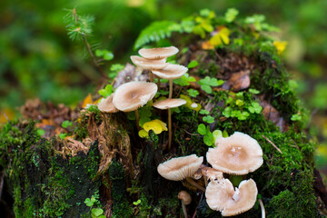 poisonous toadstools in the autumn forest on a green stump. Yellow foliage and mushrooms