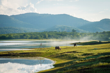 View of a reservoir with a mountain backdrop with 2 water buffalo eating grass.