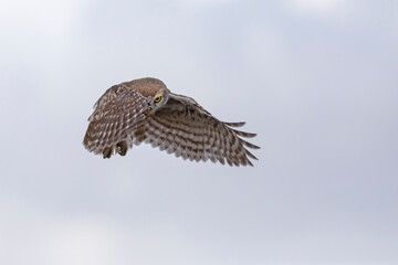 Flying owl. Sky background. Little Owl. Athene noctua.