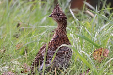 Grouse Close UP