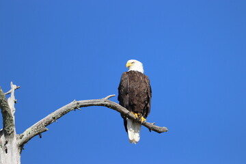 bald eagle on a branch