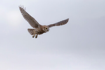 Flying owl. Sky background. Little Owl. Athene noctua.