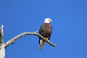 american bald eagle