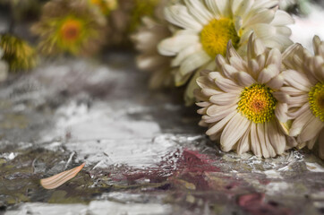Pink apricot chrysanthemum on a picturesque background.