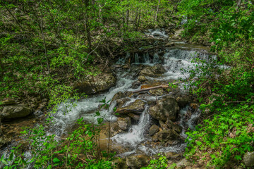 Mountain stream through the forest
