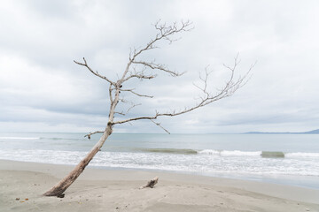 Dry tree in front of the sea