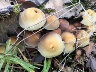 Mushrooms in the autumn forest. The false calf is grayish, poppy-like, loves coniferous stumps and trees.