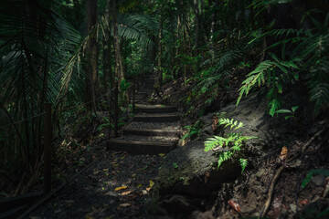 Trail through the rainforest vegetation of Costa Rica. Manuel Antonio National Park.
